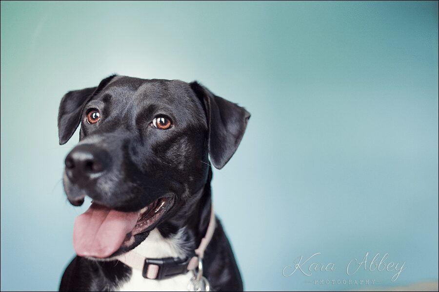 black lab abby pet photography