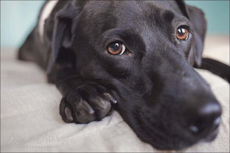 Abby dog pet photography