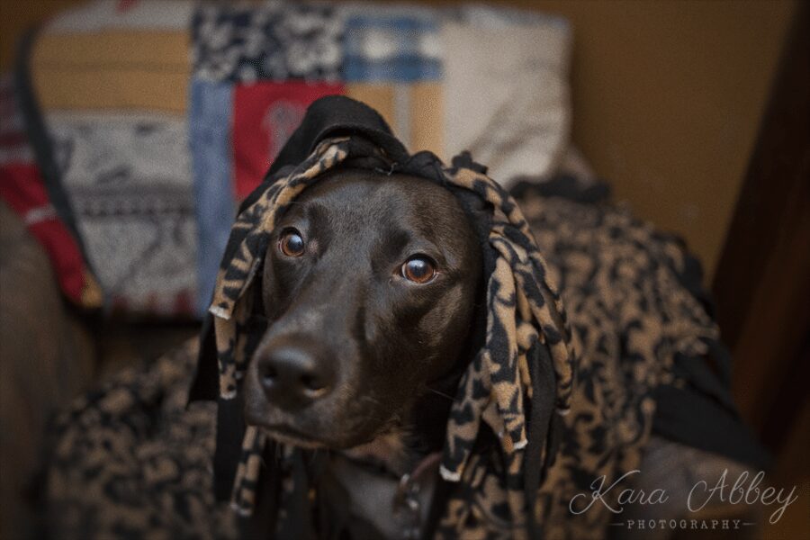 Abby Saturday Pet Photography