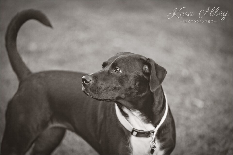 Abby's Saturday Pet Photography