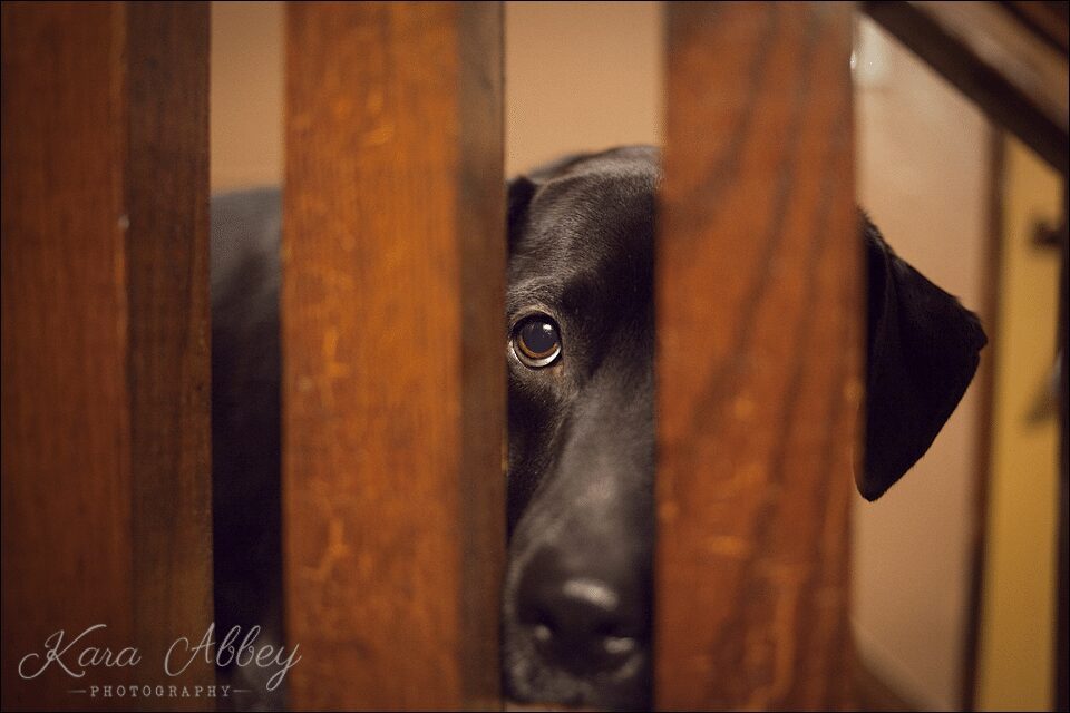 Abby's Saturday Pet Photography Sayre, PA