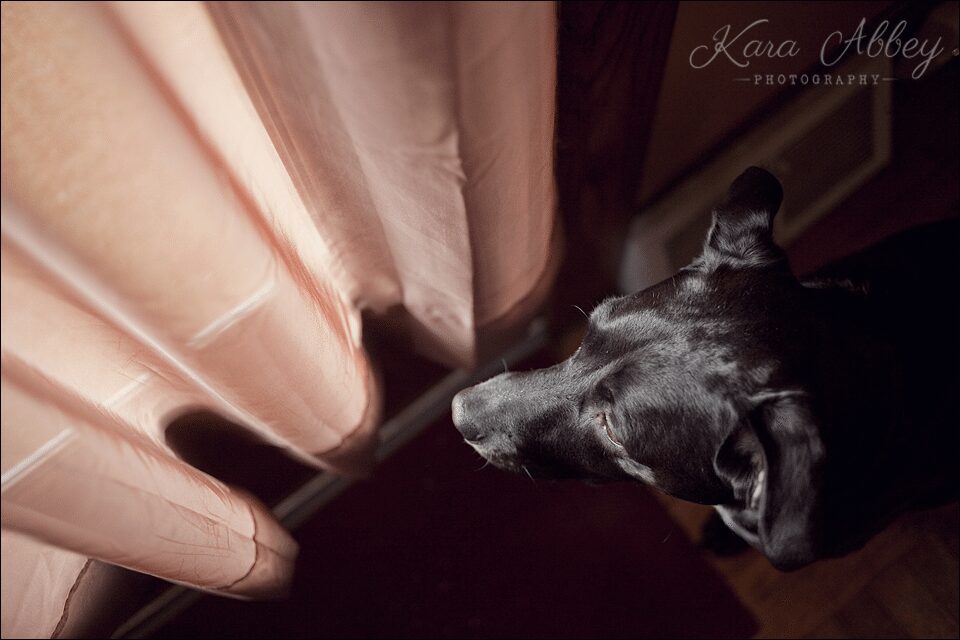 Abby's Saturday Pet Photography Sayre PA