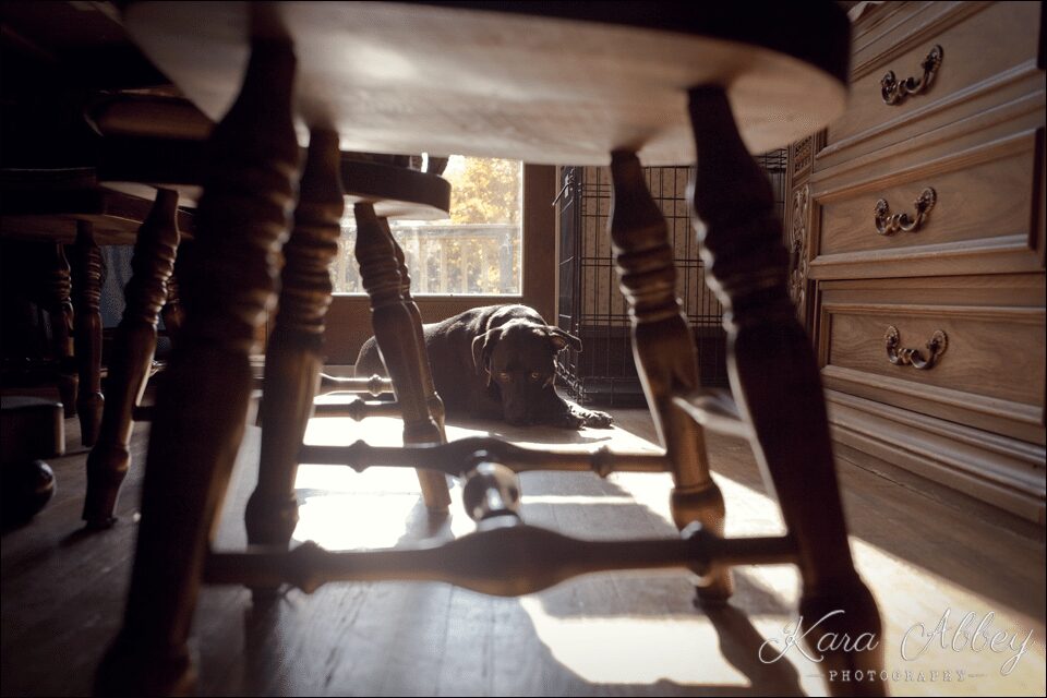 Abby's Saturday Pet Photography Sayre PA