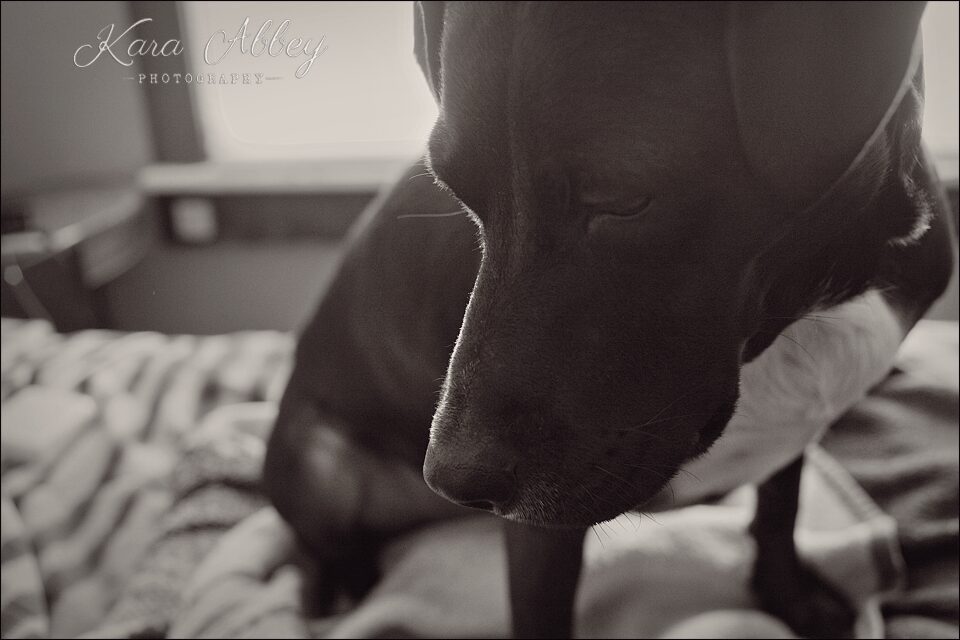Abby's Saturday Pet Photography Sayre PA