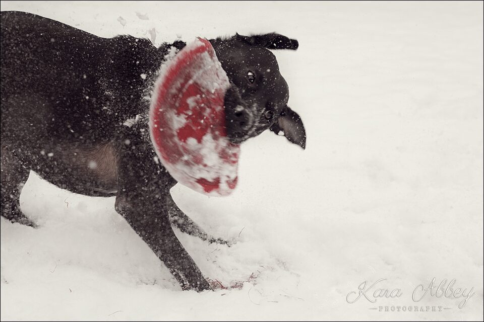 Abby's Saturday Snow Winter Pet Photography Sayre PA