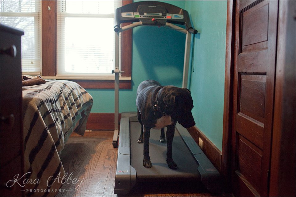 Abby's Saturday Pet Photography Sayre, PA