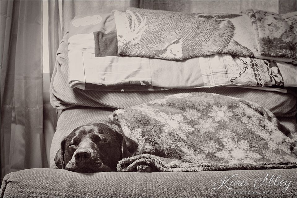 Abby's Saturday Pet Photography Sayre, PA
