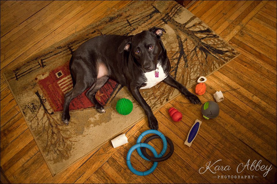 Abby's Saturday Pet Photographer Sayre PA