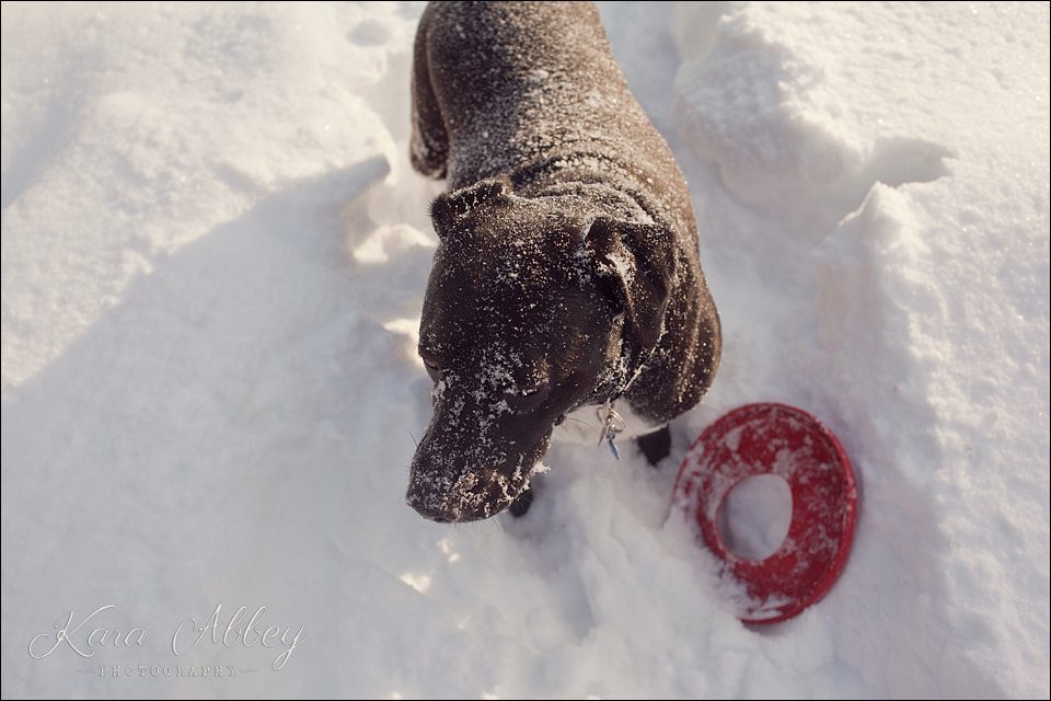Abby's Saturday Pet Photography Snow Sayre PA