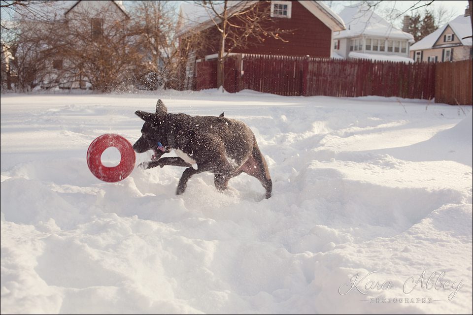 Abby's Saturday Pet Photography Snow Sayre PA
