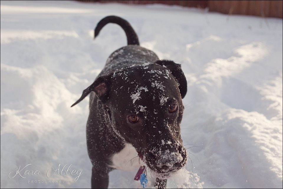 Abby's Saturday Pet Photography Snow Sayre PA