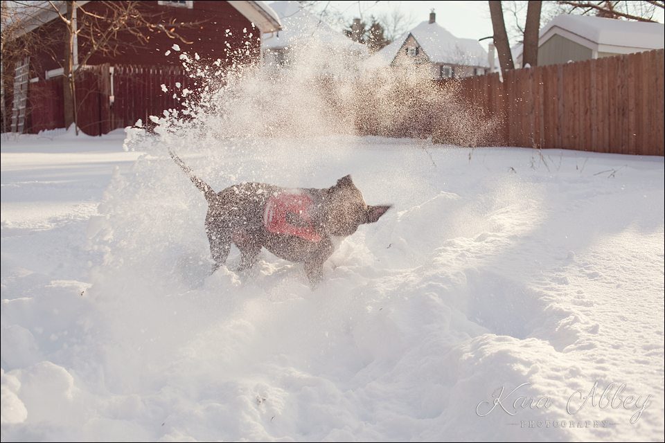 Abby's Saturday Pet Photography Snow Sayre PA