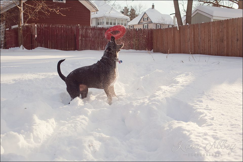 Abby's Saturday Pet Photography Snow Sayre PA