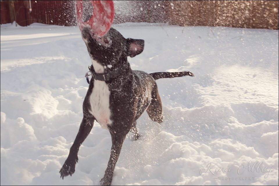 Abby's Saturday Pet Photography Snow Sayre PA