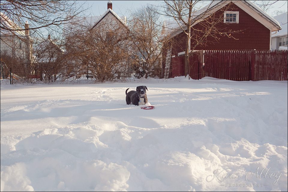 Abby's Saturday Pet Photography Snow Sayre PA