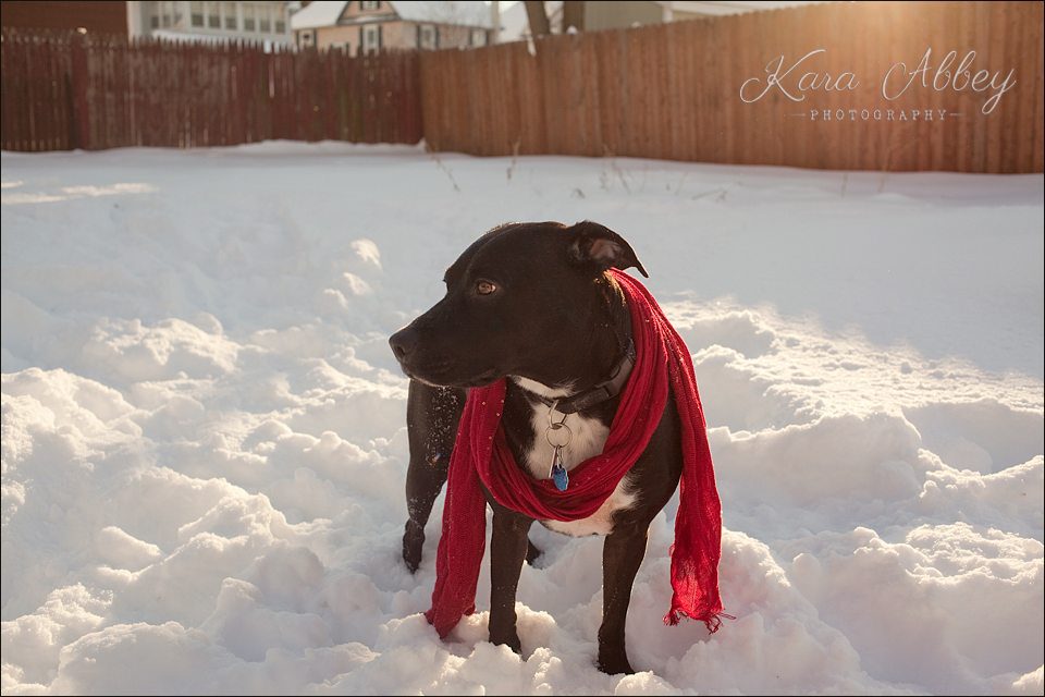 Abby's Saturday Pet Photography Sayre PA