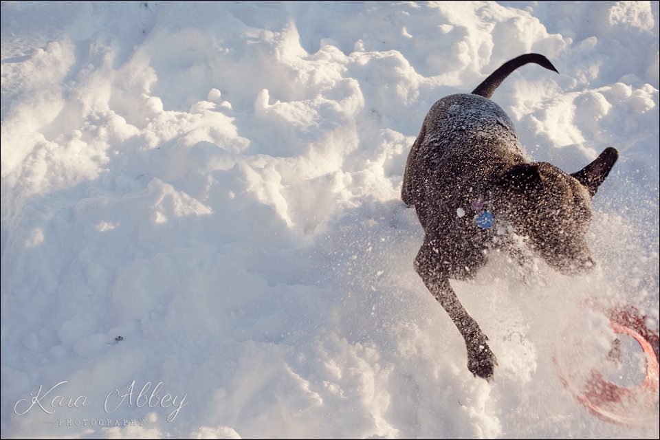 Abby's Saturday Pet Photography Snow Sayre PA