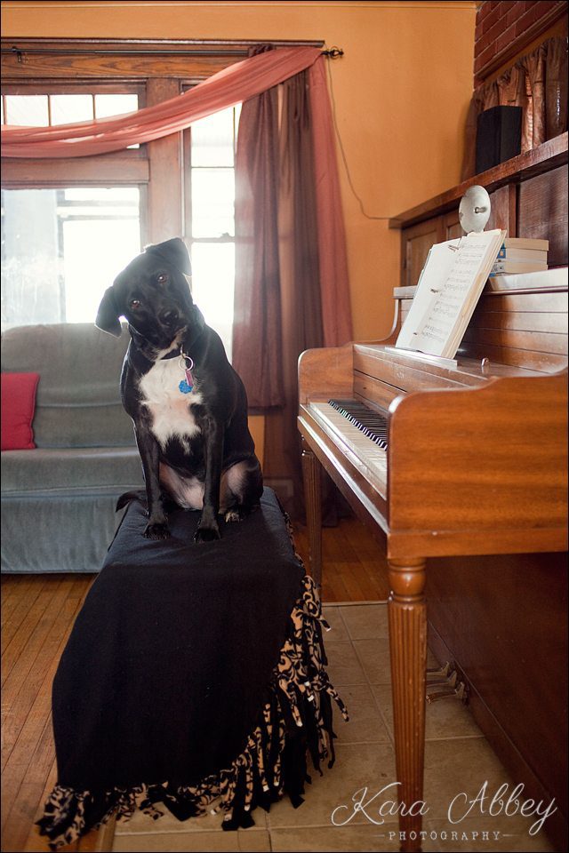 Abby's Saturday Piano Pet Photography Sayre PA