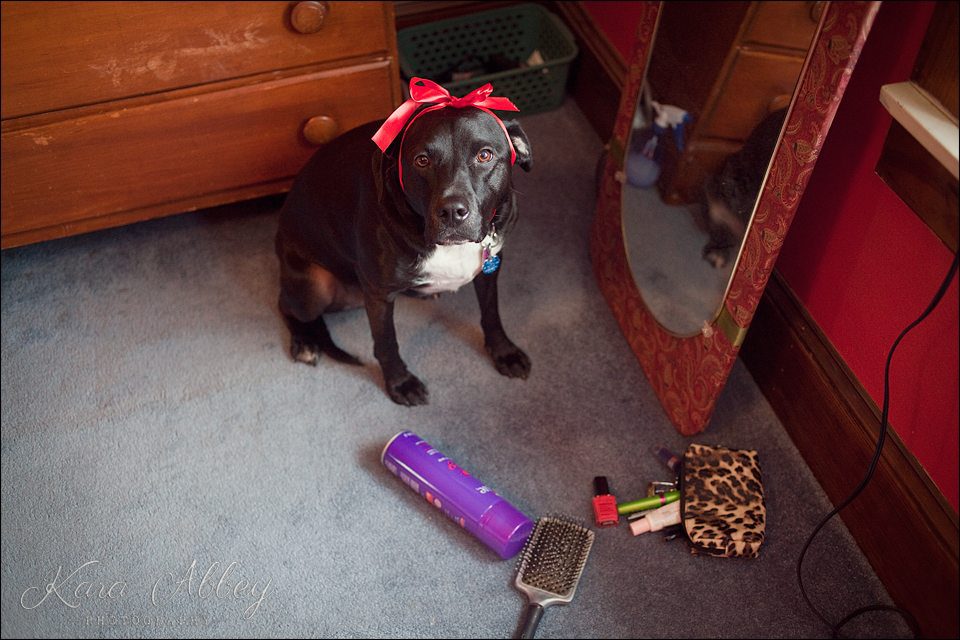 Abby's Saturday Pet Photography Sayre PA