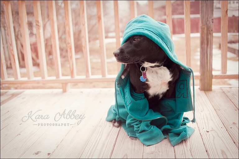 Abby's Saturday Outside Spring Pet Photography Sayre PA