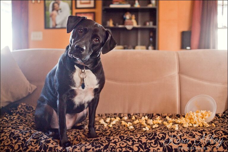 Abby's Saturday Pet Photography Spilled Popcorn Movie Sayre PA