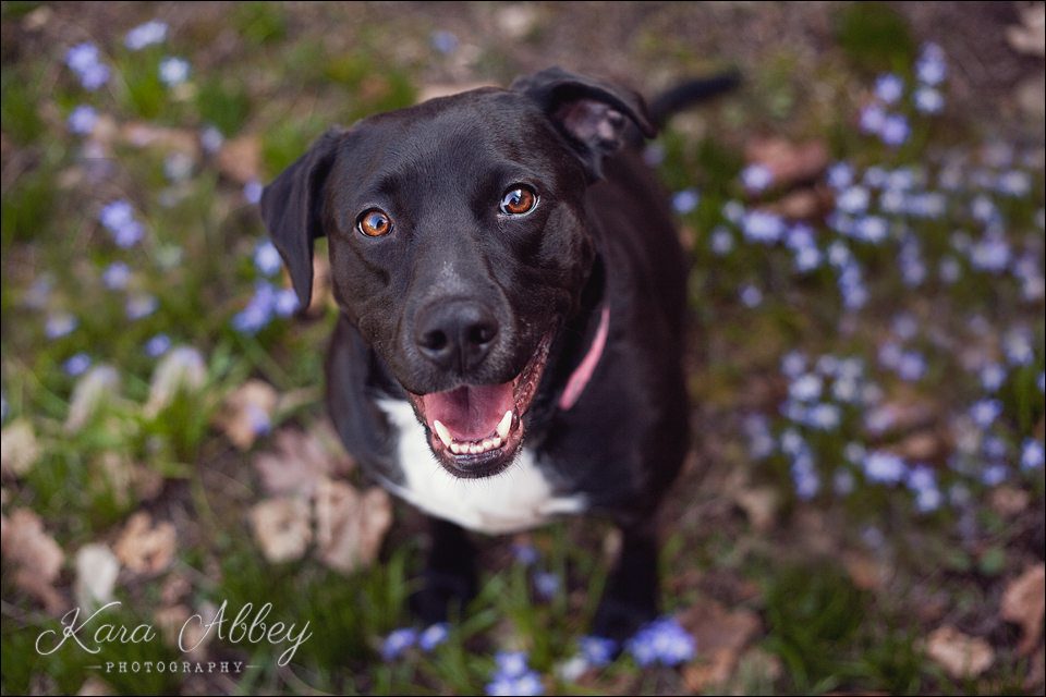 Abby's Saturday Spring Pet Photography Sayre PA