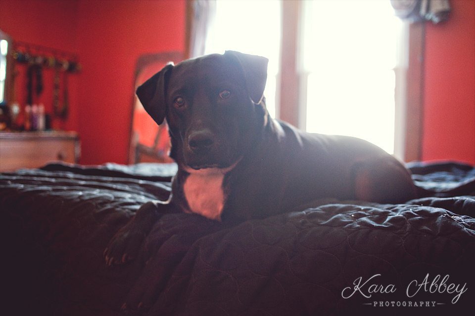 Abby's Saturday Pet Photography Sayre PA