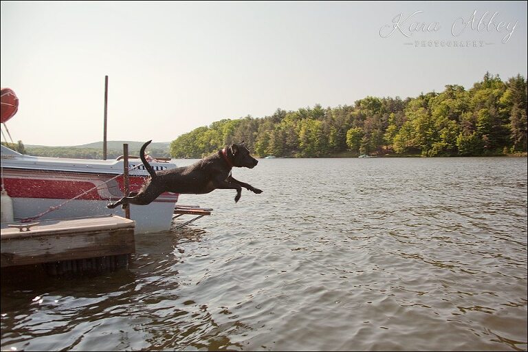 Abby's Saturday Pet Photography Lake Jumping Water Boat Deep Creek Lake MD