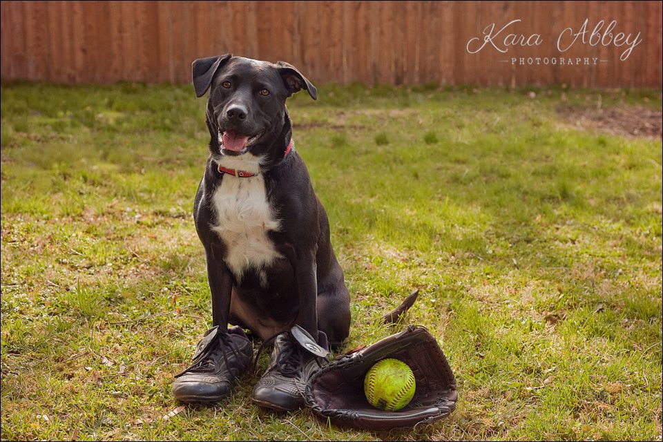 Abby's Saturday Pet Photography Sayre PA Softball Spring