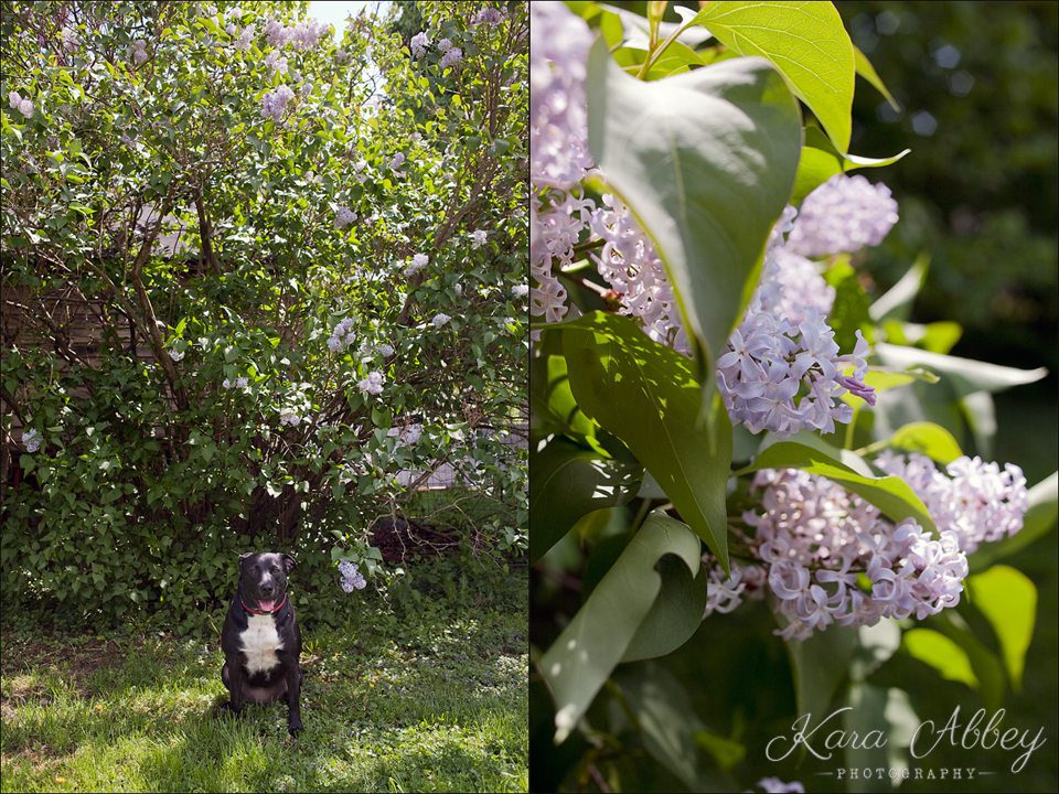 Abby's Saturday Pet Photography Lilacs Spring Sunshine Sayre PA