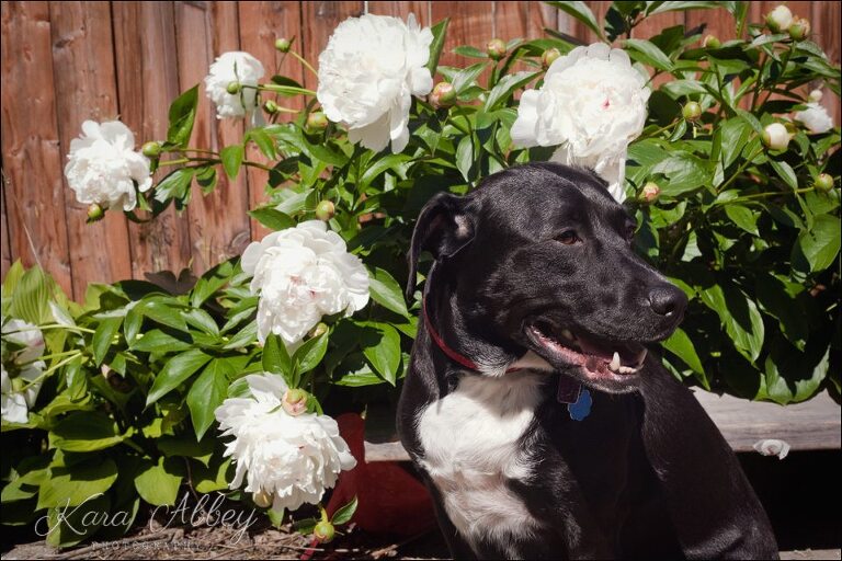 Abby's Saturday Pet Photography Sayre PA Flowers Peonies 