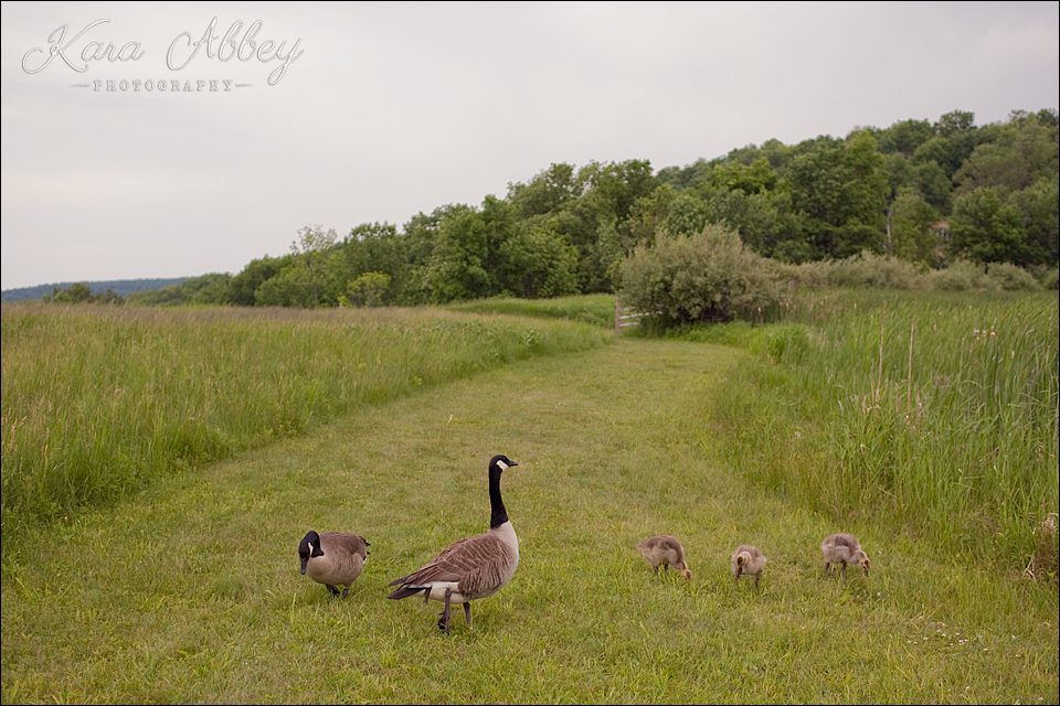 family photography tanglewood elmira ny geese