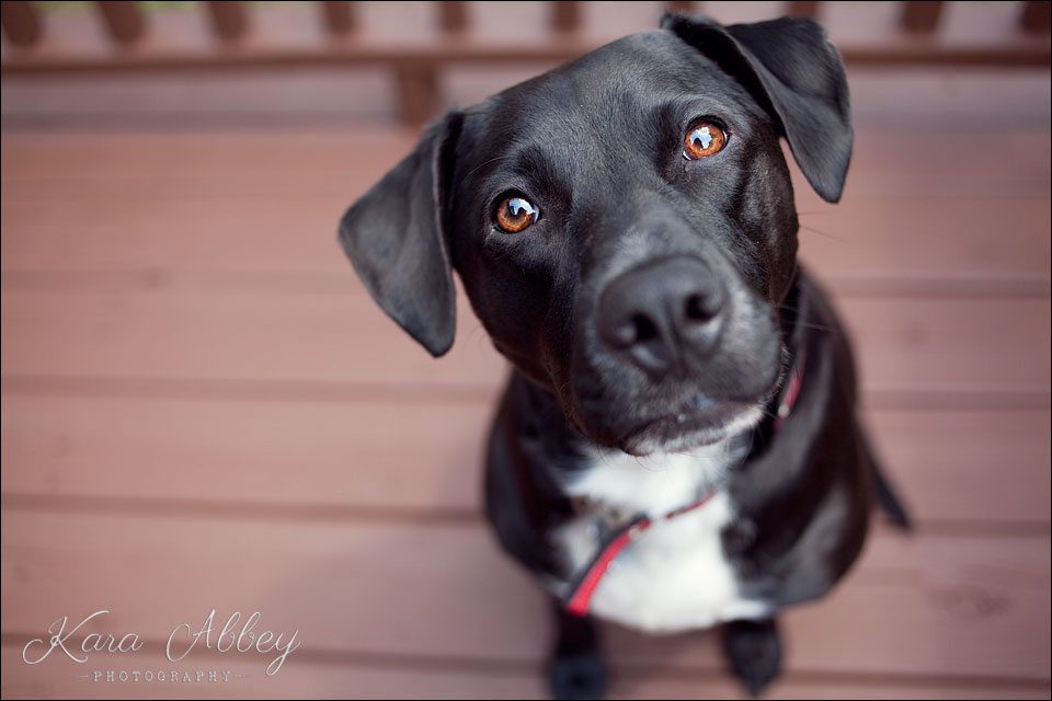 Abby's Saturday Pet Photography Outdoor Summer Sayre PA