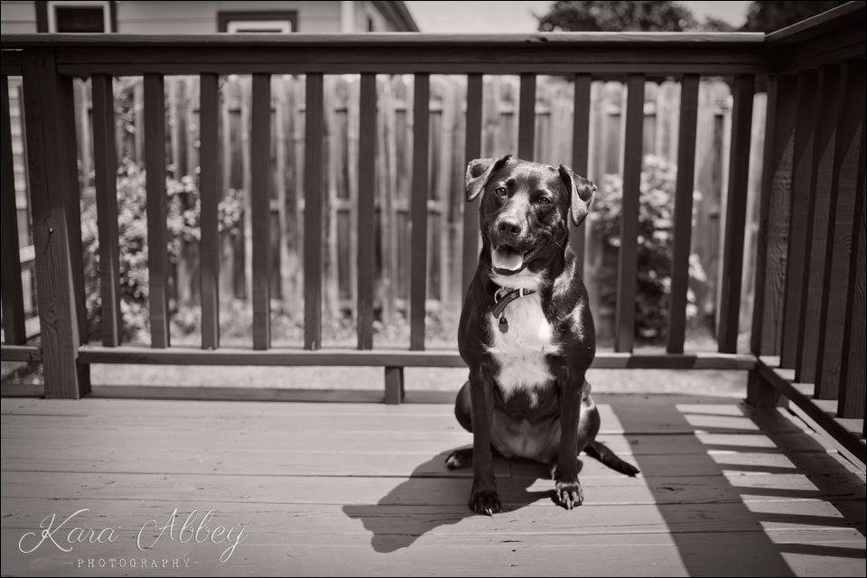Abby's Saturday Black and White Pet Photography