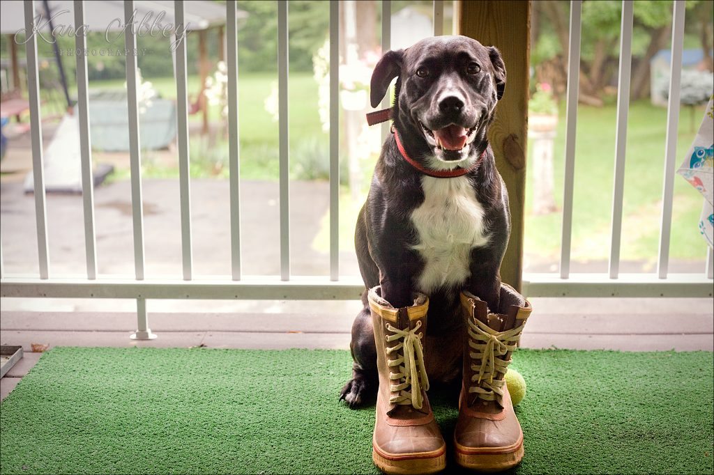 Abby's Saturday 51 Lifestyle Photography Dog Boots Irwin, PA Pittsburgh, PA Monroeville, PA Greensburg, PA
