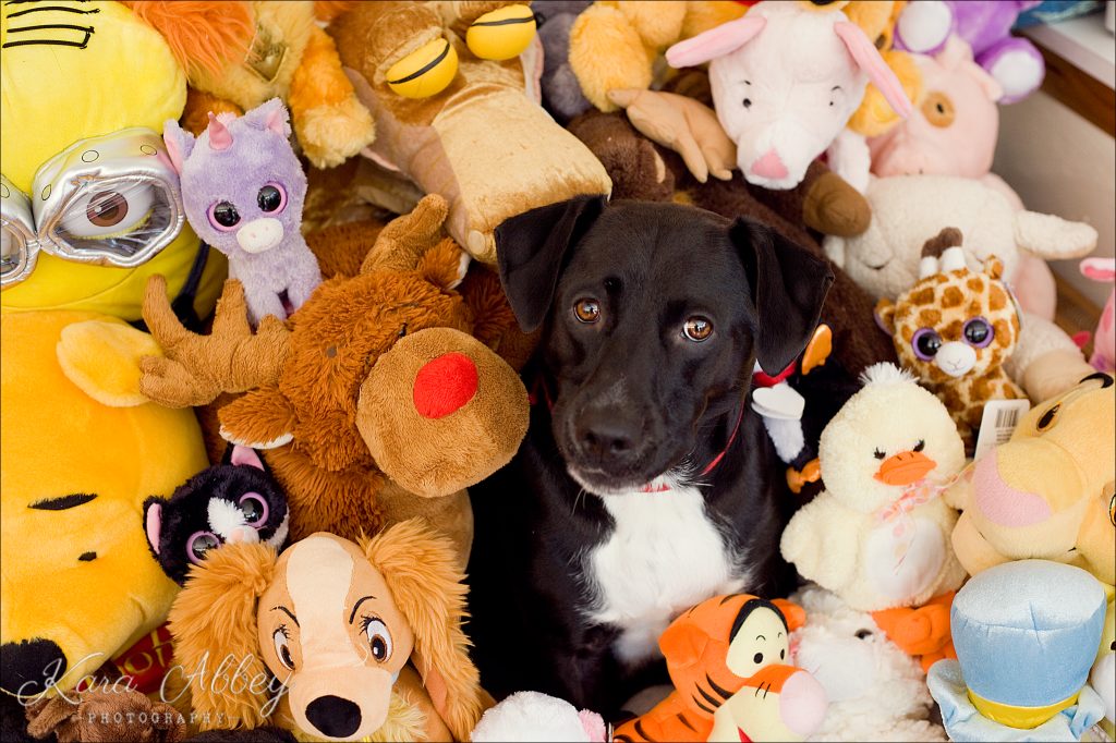 Abby's Saturday Lifestyle Pet Photography Dog Irwin, PA Pittsburgh, PA Monroeville, PA Greensburg, PA