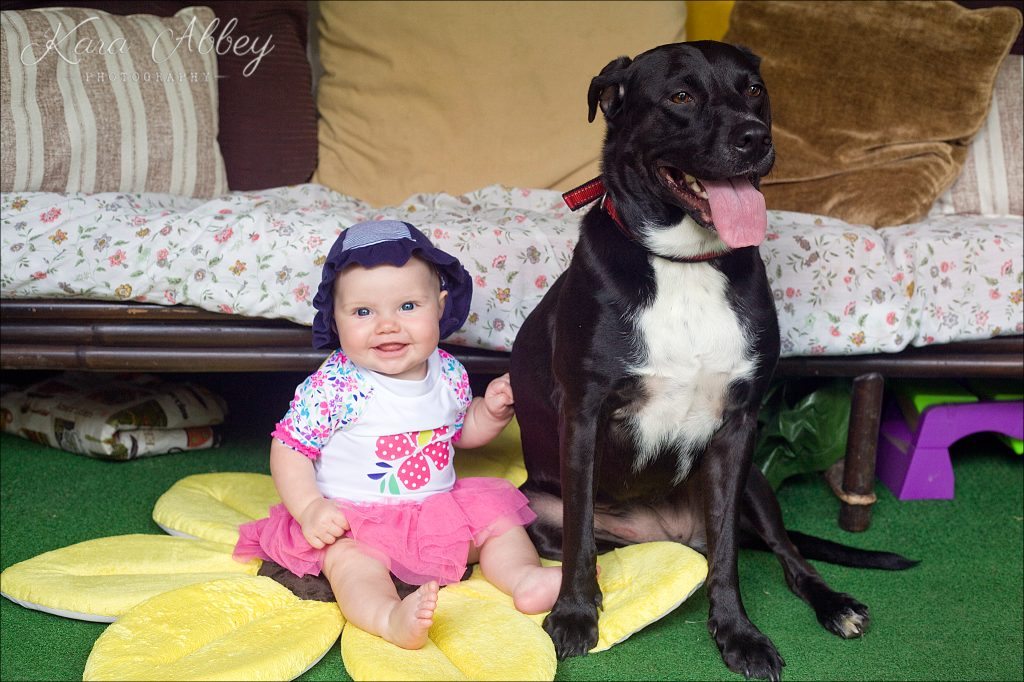 Abby's Saturday Lifestyle Pet Photography Dog and Baby Outdoor Swimming Summer Irwin, PA Pittsburgh, PA Monroeville, PA Greensburg, PA