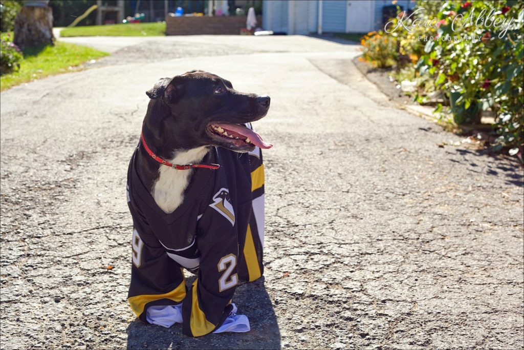 Abby's Saturday Lifestyle Pet Photography Dog Penguin Hockey Jersey Irwin, PA Pittsburgh, PA Monroeville, PA Greensburg, PA
