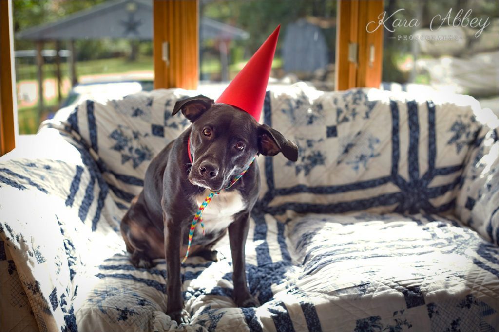 Abby's Saturday Happy Birthday Dog Photography Irwin, PA