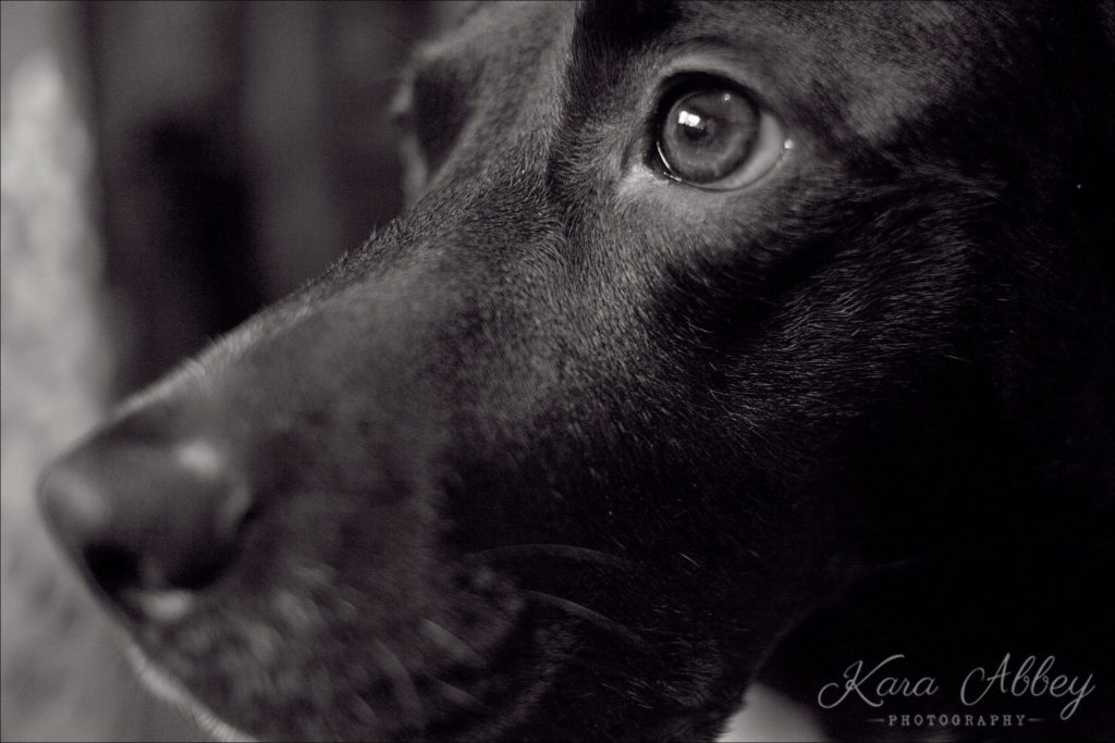 Abby's Saturday Pet Photography Black and White Irwin, PA