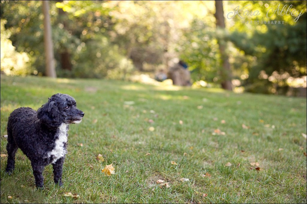 Outdoor Backyard Summer Pet Dog Family Photography Irwin, PA Pittsburgh, PA Greensburg, PA Monroeville, PA