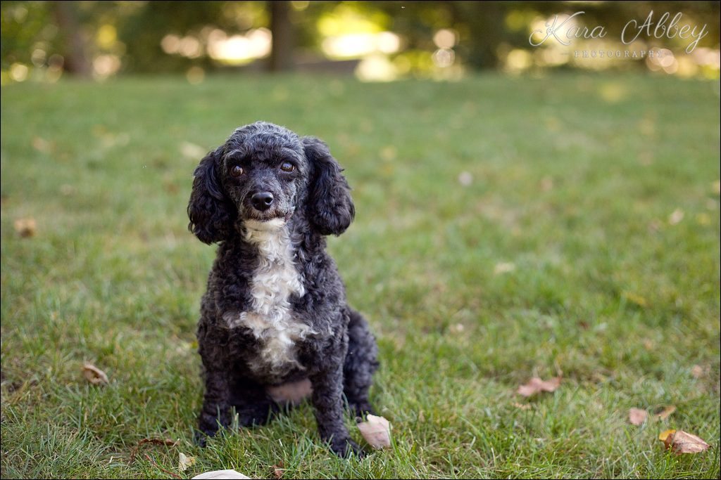 Outdoor Backyard Summer Pet Dog Family Photography Irwin, PA Pittsburgh, PA Greensburg, PA Monroeville, PA