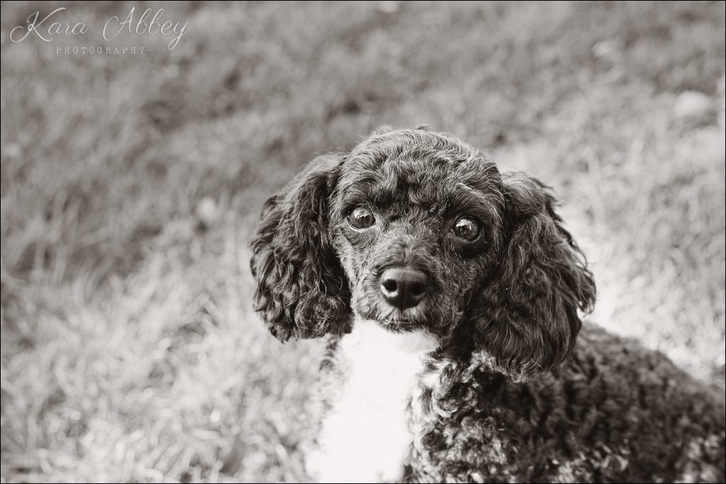 Outdoor Backyard Summer Pet Dog Family Photography Irwin, PA Pittsburgh, PA Greensburg, PA Monroeville, PA