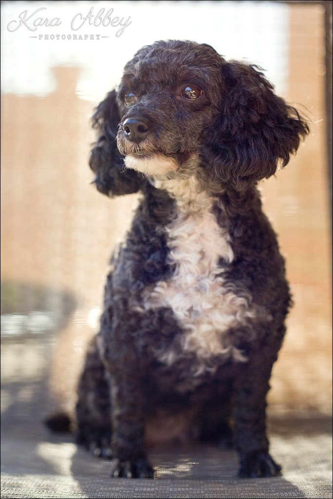 Outdoor Backyard Summer Pet Dog Family Photography Irwin, PA Pittsburgh, PA Greensburg, PA Monroeville, PA