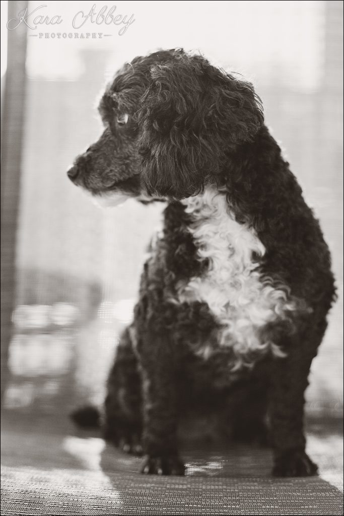 Outdoor Backyard Summer Pet Dog Family Photography Irwin, PA Pittsburgh, PA Greensburg, PA Monroeville, PA