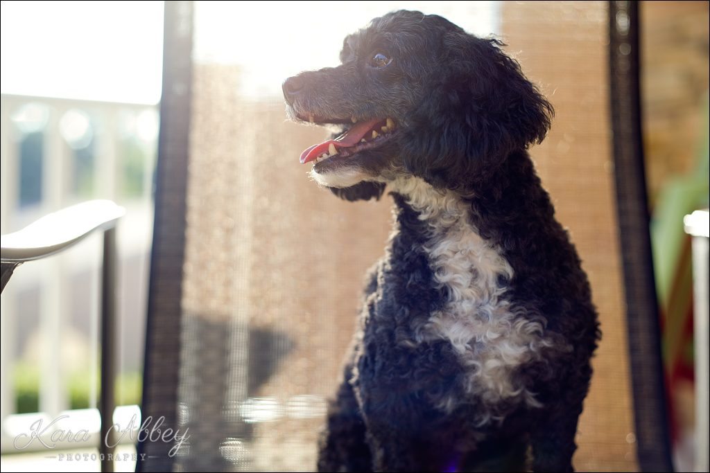 Outdoor Backyard Summer Pet Dog Family Photography Irwin, PA Pittsburgh, PA Greensburg, PA Monroeville, PA