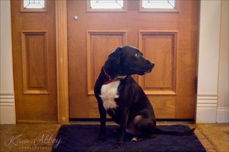 Abby's Saturday Pet Photography Black Lab Front Door Irwin, PA