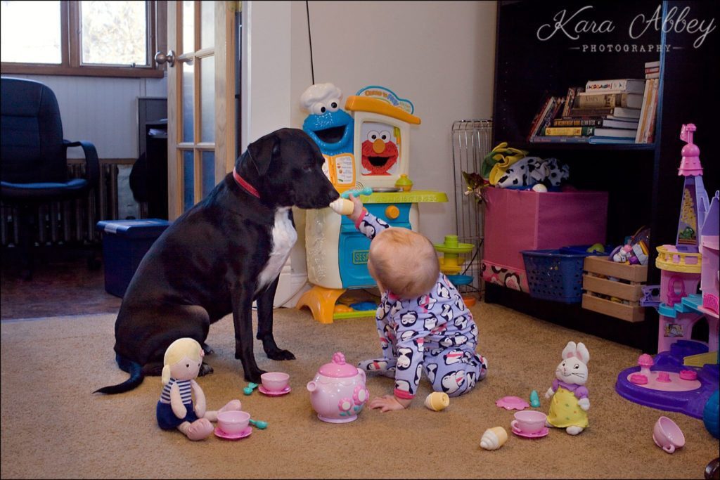 Abby's Saturday Lifestyle Pet Photography Black Lab Dog & Baby Tea Party Irwin, PA