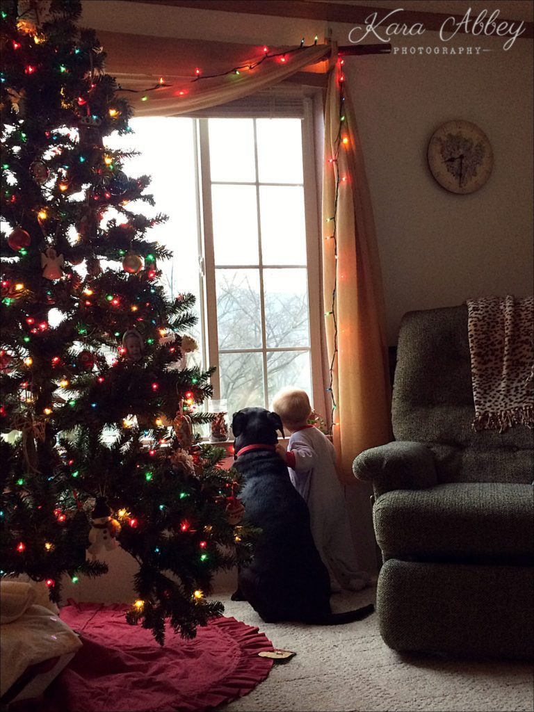 Abby's Saturday Lifestyle Pet Photography Black Lab with Baby Christmas Tree Irwin, PA