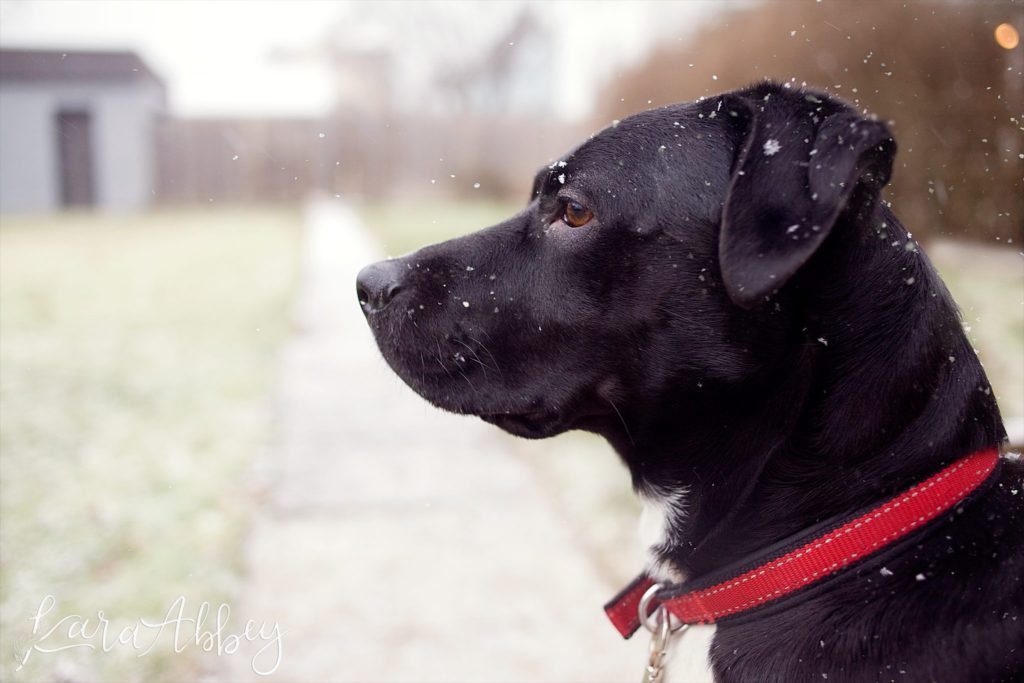 Abby's Saturday Lifestyle Pet Photography Black Lab Snow Irwin, PA